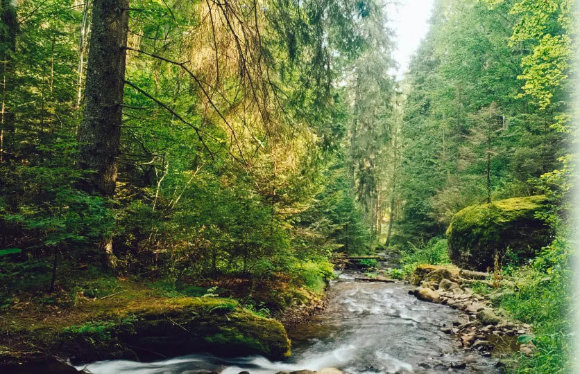 Wald in den Alpen