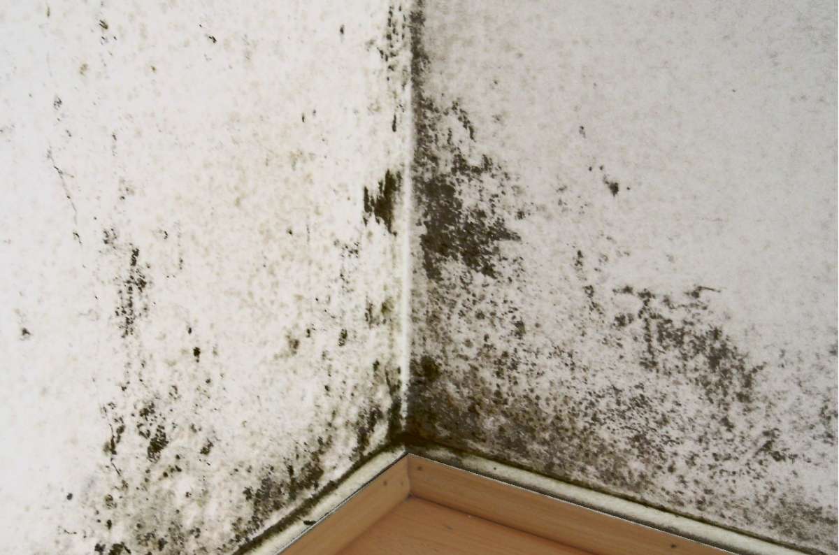 AlpenKalk Kalkfarbe 14kg - Schimmelresistente Wandfarbe Weiß