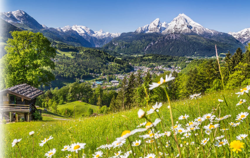 Grüne Wiese mit Blumen und Alpenlandschaft im Hintergrund